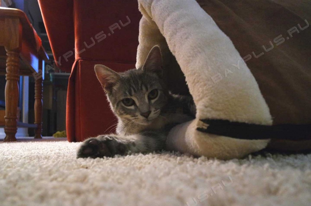Домик лежанка для кошек – это удобное приспособление для ваших любимцев. Это коврик, который легко превращается в домик. 