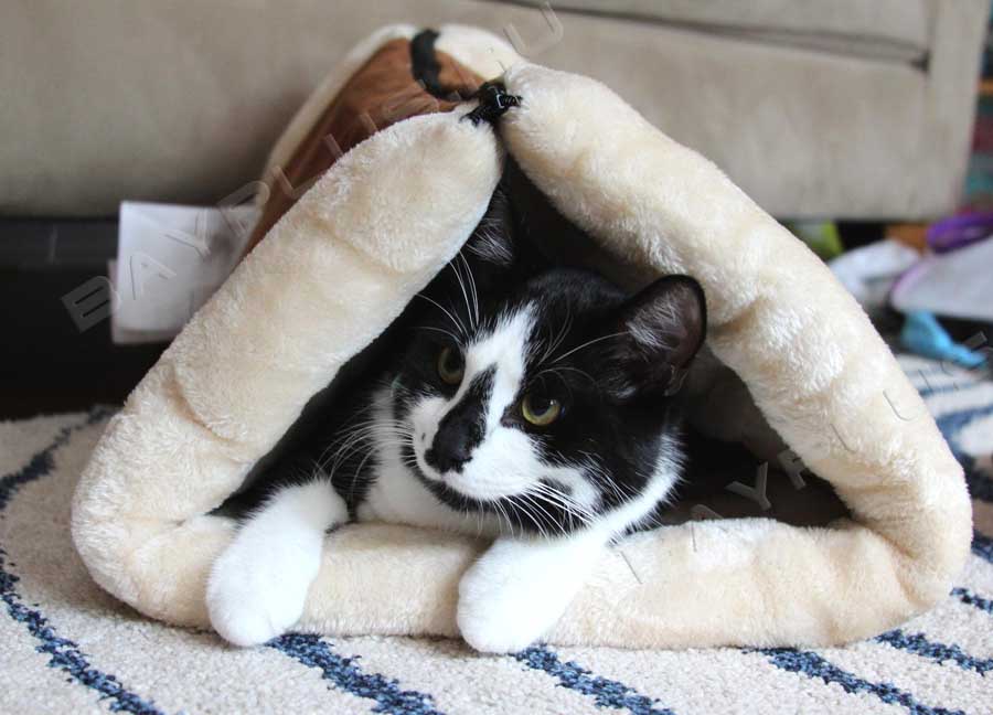 Домик лежанка для кошек – это удобное приспособление для ваших любимцев. Это коврик, который легко превращается в домик. 