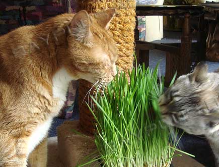 Свежая зелень для кошек